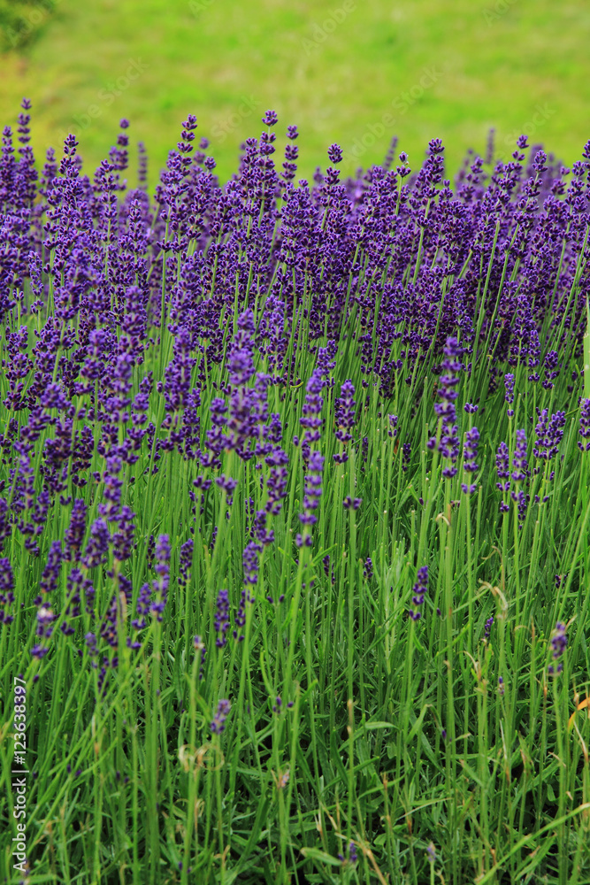 Fototapeta premium violet lavender field