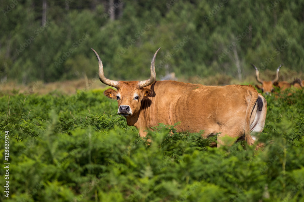 Barrosa cow