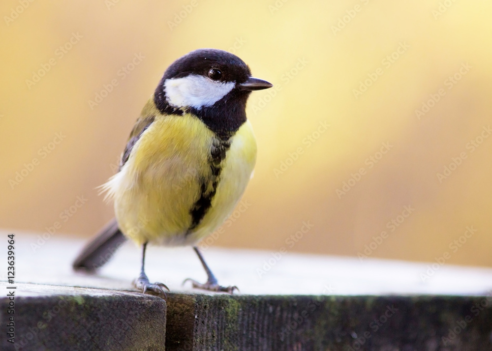Fototapeta premium Parus major, Great tit