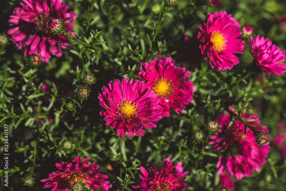 Fototapeta premium Aster flowers bloom in the garden. Selective focus.