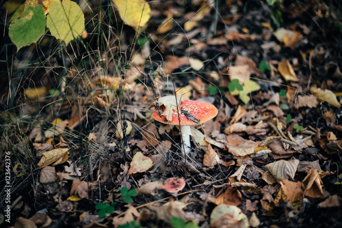 fly agaric in autumn forest with fallen leaves, inedible mushrooms