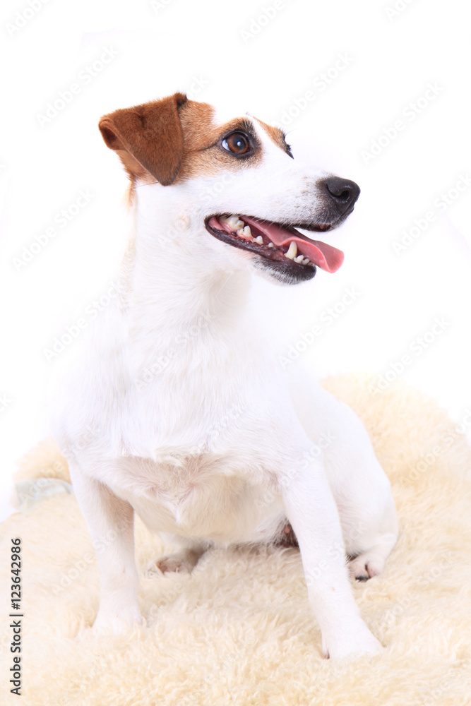 jack russel dog
