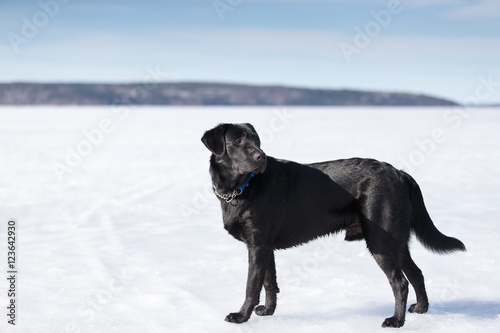 A black labrador standing on lake ice in Lahti Finland