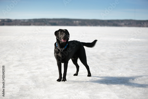 A black labrador standing on lake ice in Lahti Finland