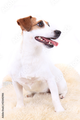 jack russel dog