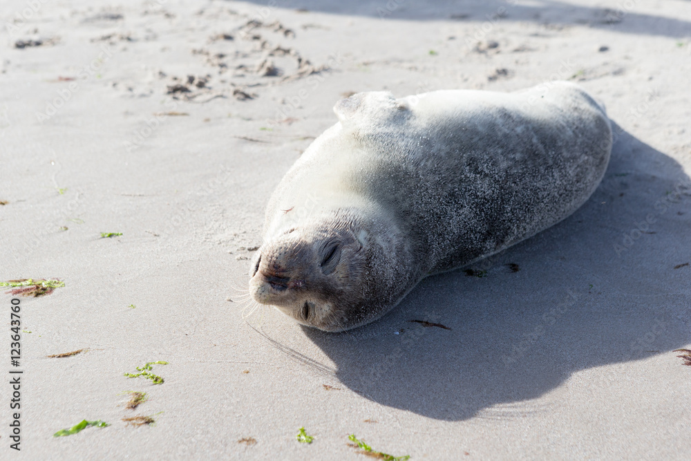 Fototapeta premium Baby Seal relaxing on the sand in Skagen Denmark