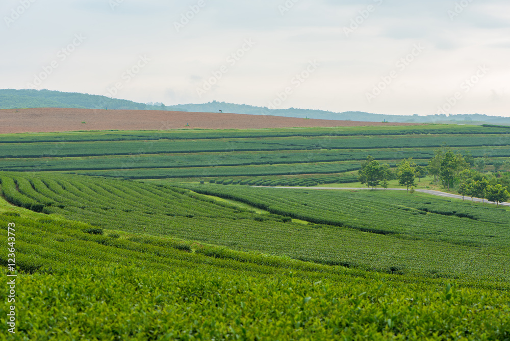 Tea plantation in northern Thailand