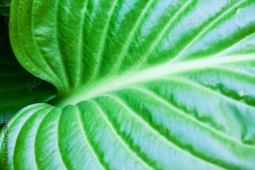 Green  abstract composition with leaf texture and soft focus