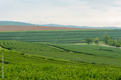 Tea plantation in northern Thailand © phichak
