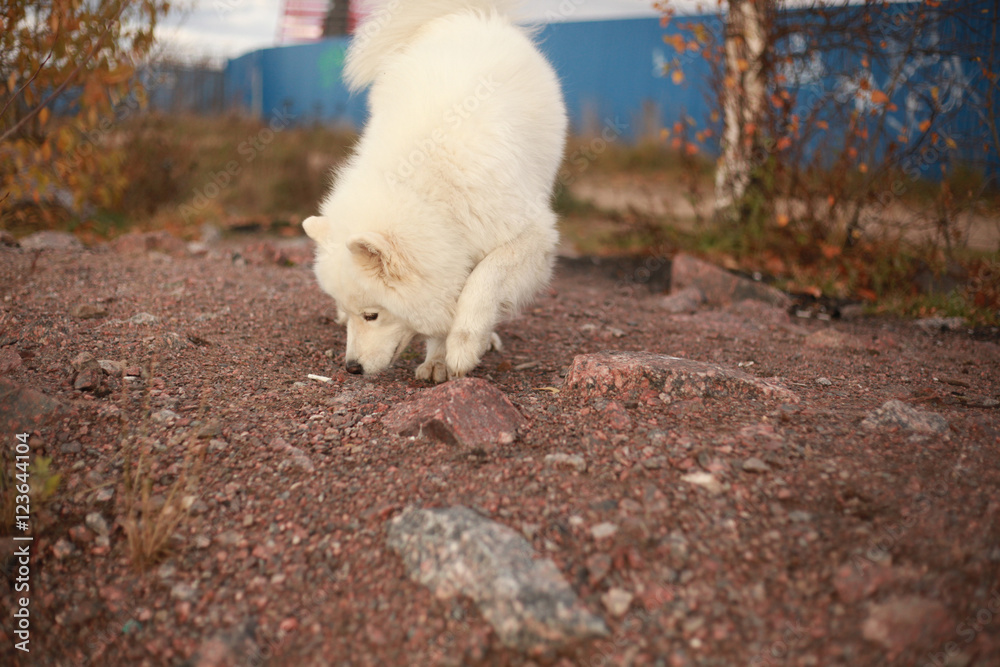 dog sniffing cigarette dog sniffing cigarette