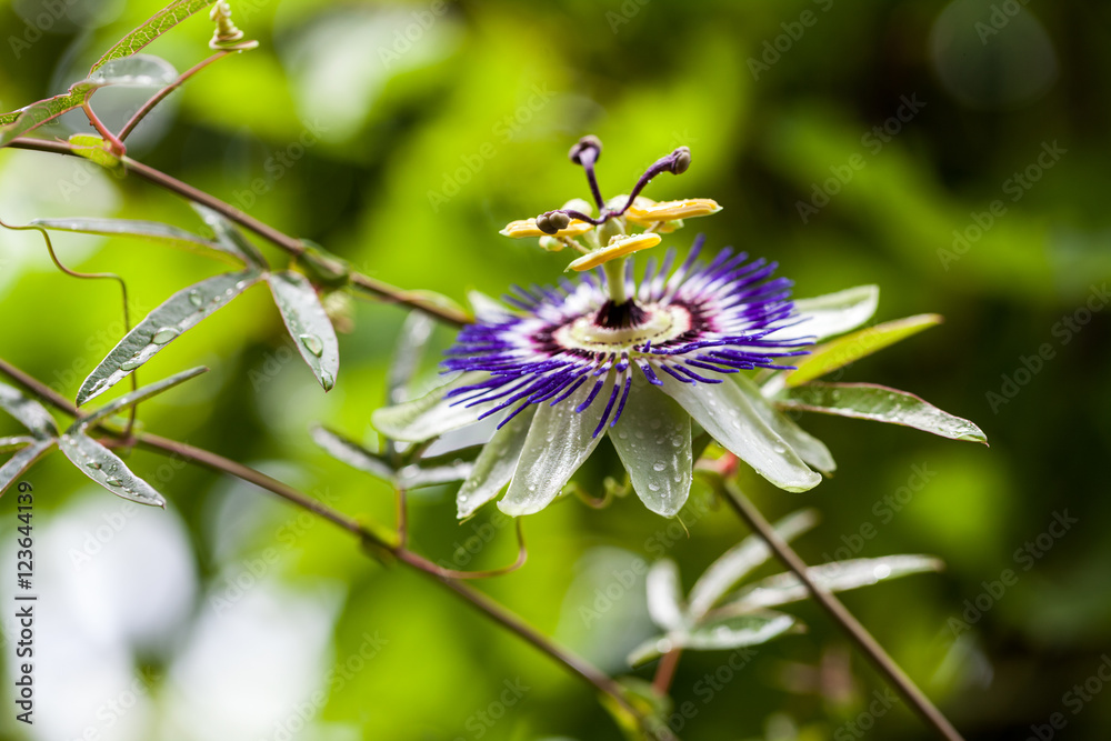 Passion flower (Passiflora incarnata) with details Passion flower (Passiflora incarnata) with details