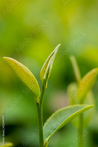 Young tea leaves 