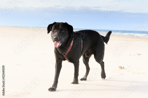 Black dog on the beach - Labrador