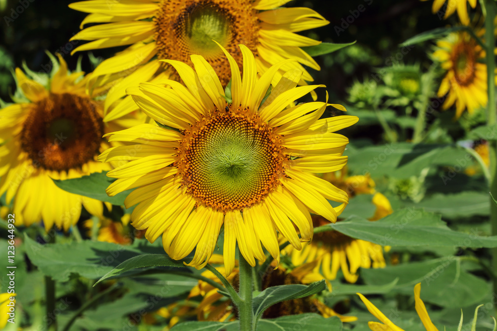 A beautiful sunflowers with a blooming in fields A beautiful sunflowers with a blooming in fields