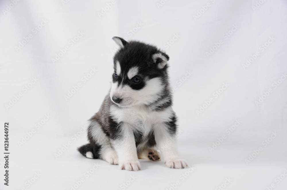 Husky Welpe mit schwarz weißem Fell