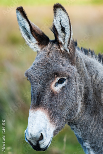 Close up portrait of a fluffy donkey 