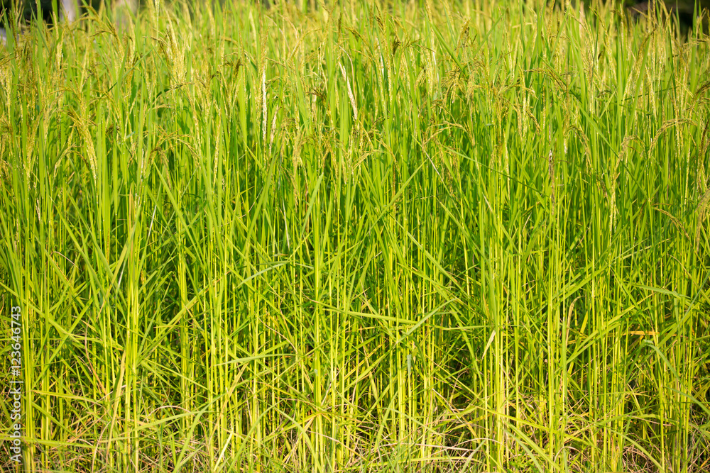 Fototapeta premium Green ear of rice in paddy rice field