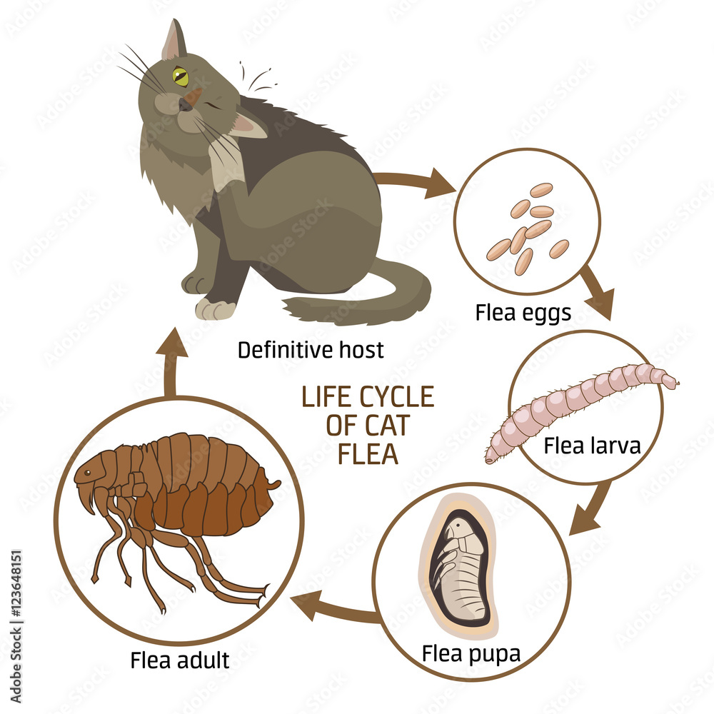 Life Cycle Of Cat Flea Vector Illustration. The Spread Of Infection