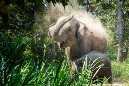 Adult Elephant and baby elephants living in the wild