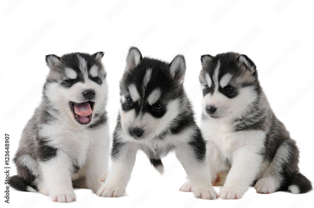 Drei Husky Welpen Geschwister mit schwarz weißem Fell