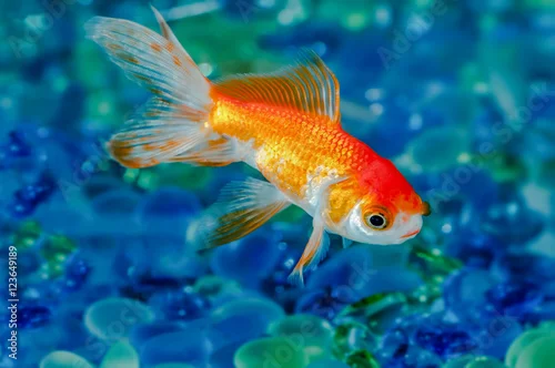 Obraz Gold fish goldfish single one in aquarium close up