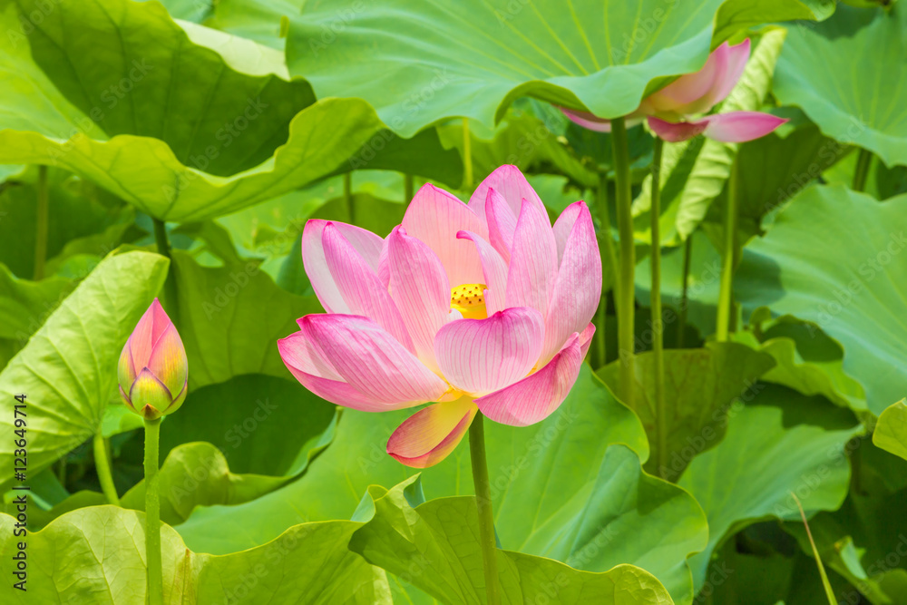 The Lotus Flower.Background is the lotus leaf and lotus flower and lotus bud. The Lotus Flower.Background is the lotus leaf and lotus flower and lotus bud.