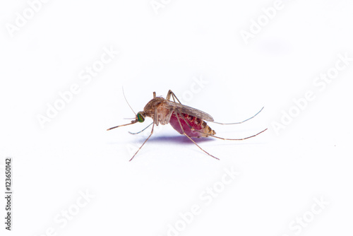The female mosquito full with the human blood isolated on the white background.