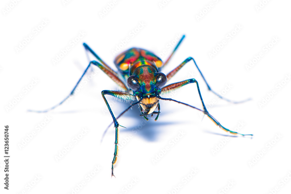 Fototapeta premium Tiger beetle bug isolated on the white background.