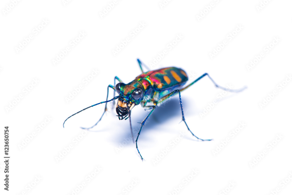 Tiger beetle bug isolated on the white background. Tiger beetle bug isolated on the white background.