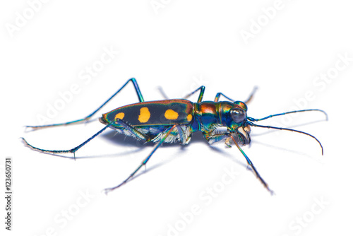 Tiger beetle bug isolated on the white background. © phichak