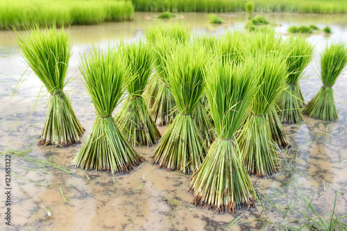 Seedlings of rice agriculture in rice fields
