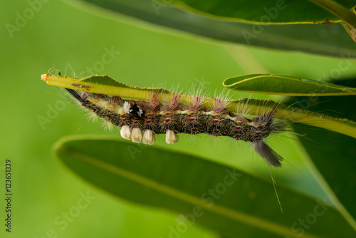 The hairy caterpillar sit on the leaf.