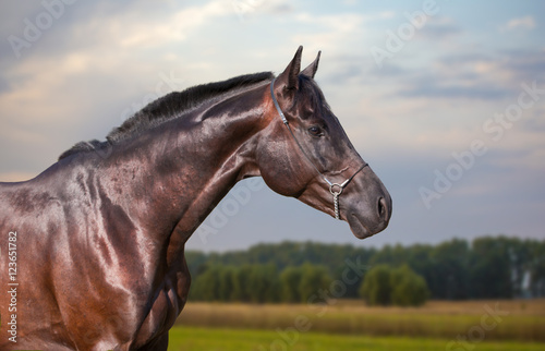 Dark brown horse portrait on nature background © ashva