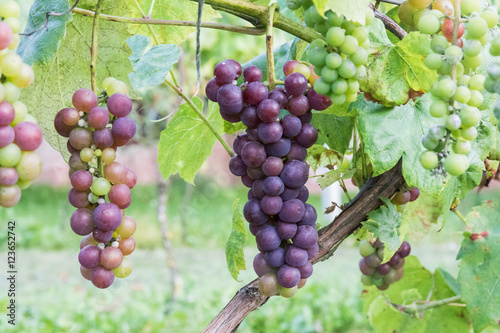 Kiście winogron w winnicy
