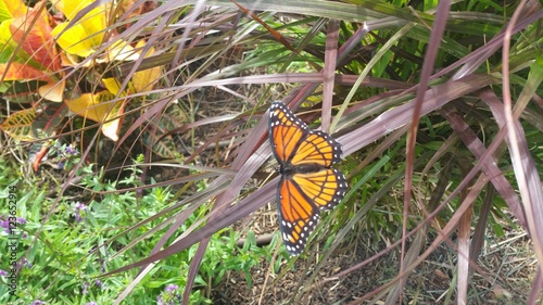 Monarch butterfly on red grass leaf