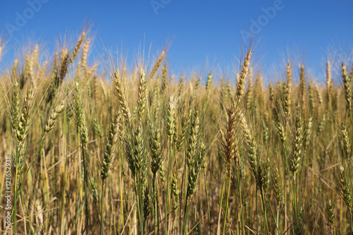 Wheat field