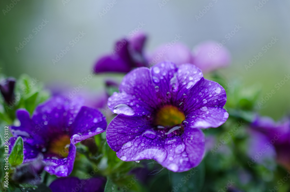 Obraz premium Blumen im Frühling im Garten.