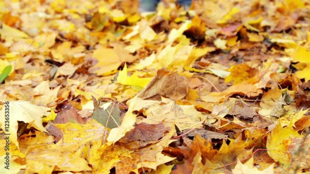 autumn leaves in the park scatters autumn leaves in the park scatters