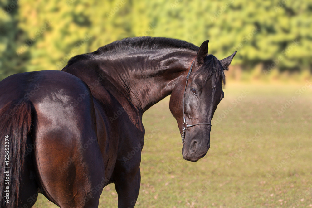 Dark brown horse portrait on green nature background Dark brown horse portrait on green nature background