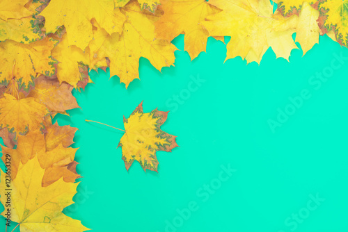 Turquoise background with yellow leaves
