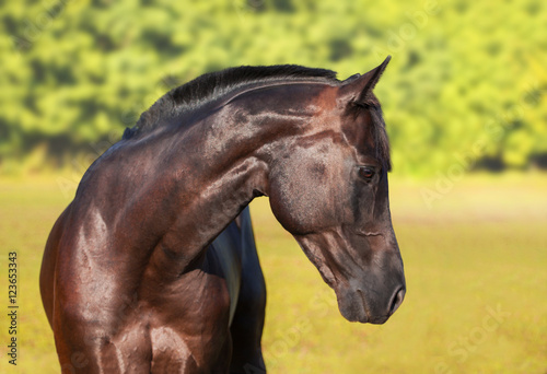 Dark brown horse portrait on green nature background © ashva