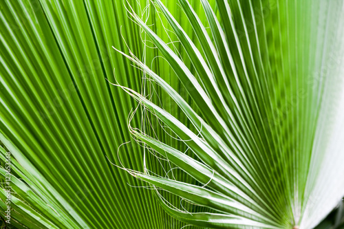Chamaerops Humilis plant - beautiful details and texture in botanical garden photo