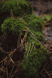 Close up of Moss on tree. Nature life background