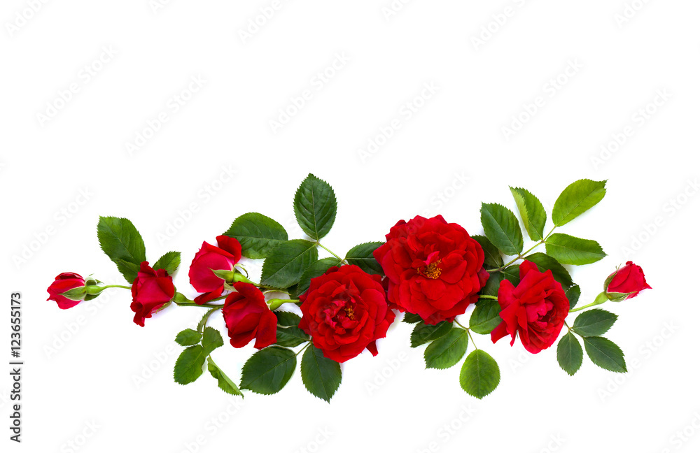Fototapeta premium Red roses (shrub rose) on a white background with space for text. Top view. Flat lay.
