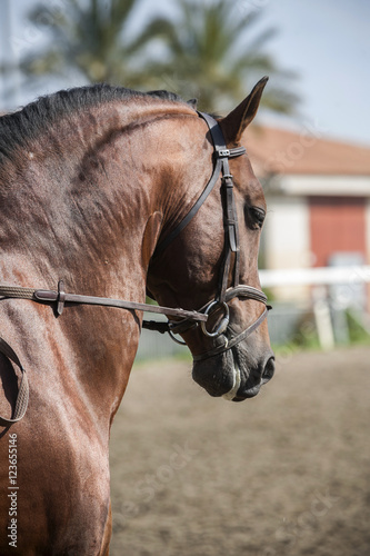 Detail of the head of a purebred Spanish horse