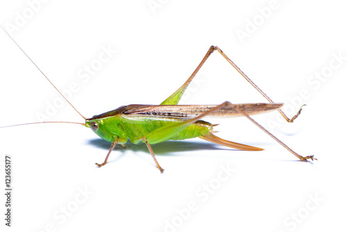 The grasshopper isolated on the white background.