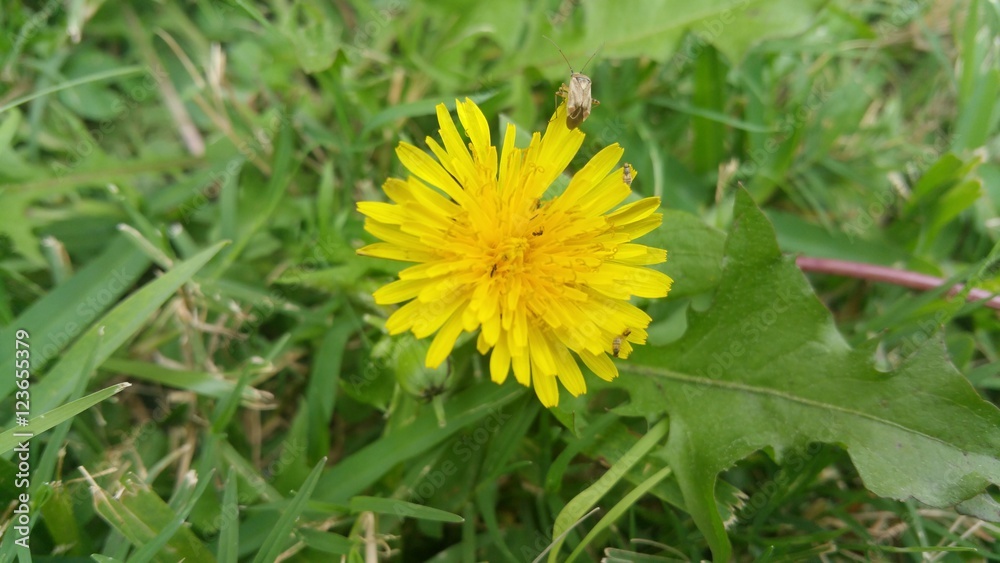 Dandelion with small insects on petals Dandelion with small insects on petals