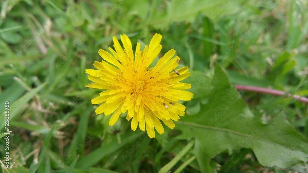 Dandelion with small insects on petals Dandelion with small insects on petals