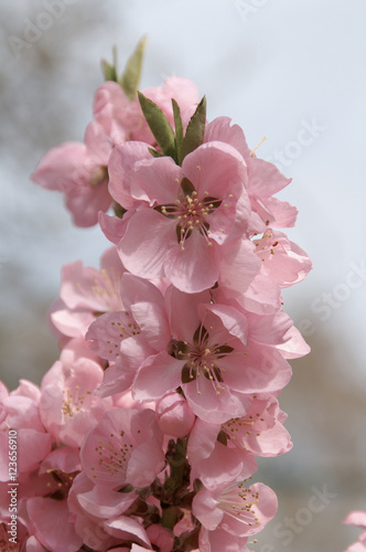 Pfirsichbl  te Prunus persica