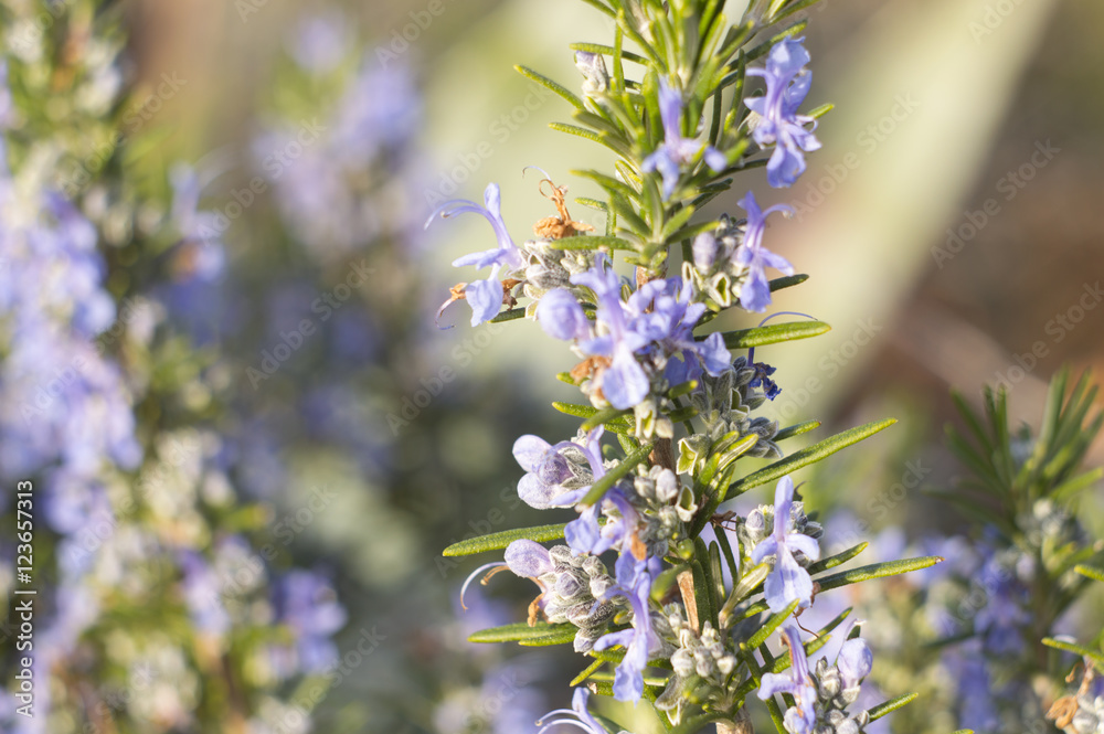 Obraz premium Rosemary (Rosmarinus officinalis)